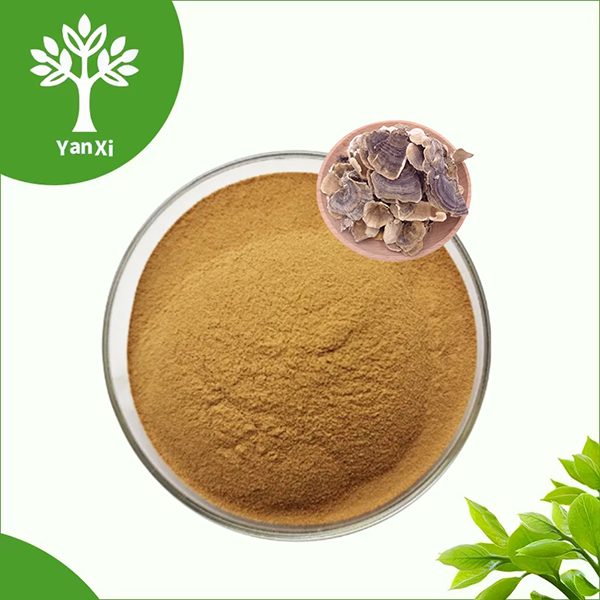 Turkey Tail Mushroom Extract Powder Turkey Tail Mushroom Extract Powder